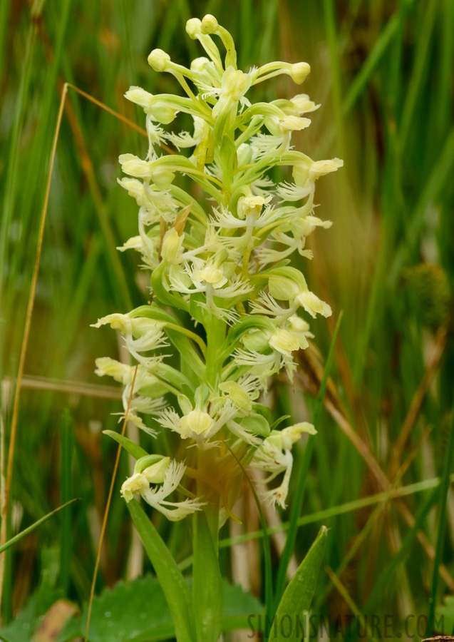 Platanthera lacera [400 mm, 1/250 sec at f / 18, ISO 1000]